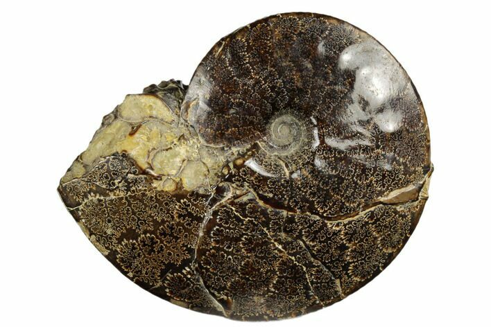 Ammonite (Placenticeras) Fossil - Eastern Montana #180803